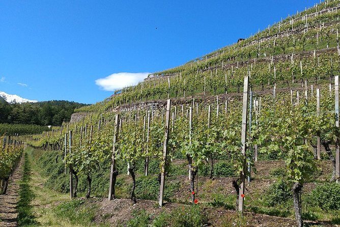 Wine and Food tasting PRIVATE Guided Tour - Stop 1 Near Chiuro: Winery Cellars and a Vertical Tasting of Three Vintages